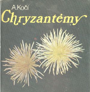 Chryzantémy a pestované králiky - Kočí A.